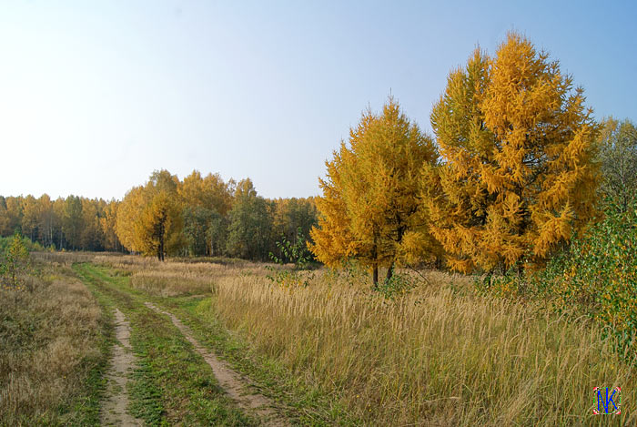 Лиственницы