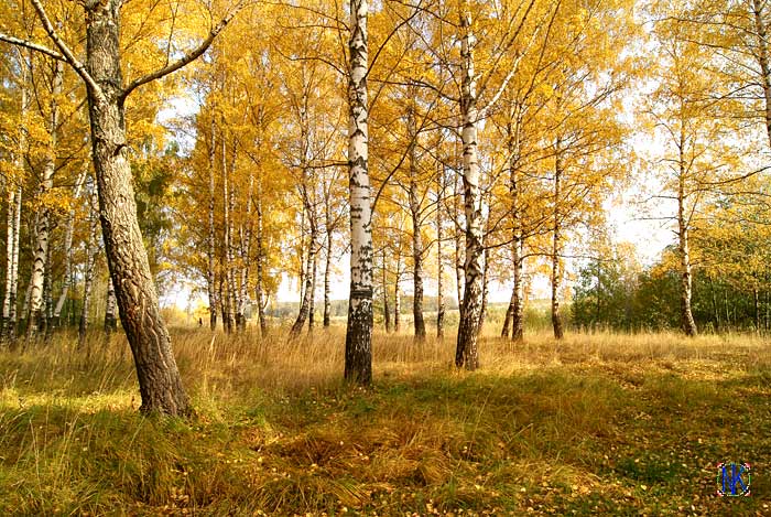 Осень золотая