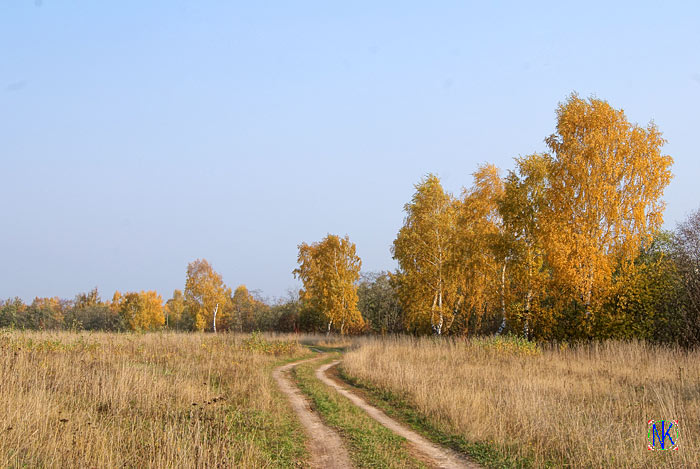 Золотые березки