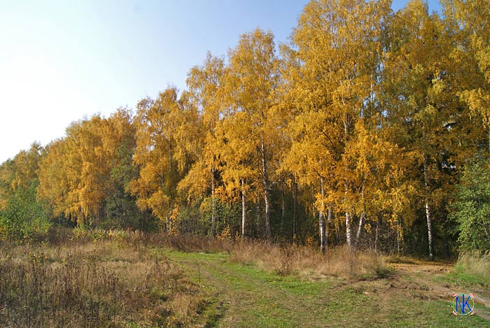 Осенние березки