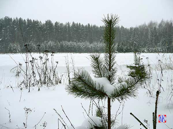 Сосенка