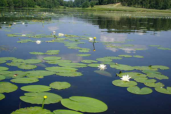 Кувшинки