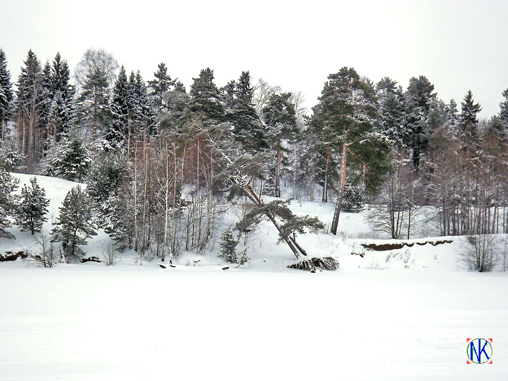 Сосняк на берегу