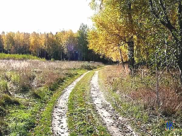 Дорога полевая