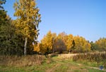 Осень золотая