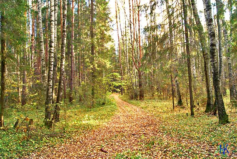 По лесной дорожке